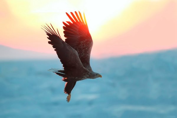 無人機(jī)將帶領(lǐng)程序員進(jìn)入一個新開發(fā)者時代